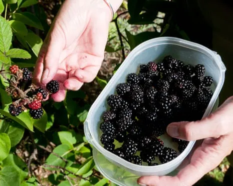 Seeking: Scrumptious Pastries to Make Use Of a Glut of House-Made Jam